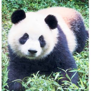 – Pläd Panda – 140 x 160 cm