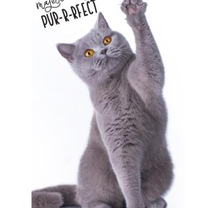 Katt Handduk 30x50cm